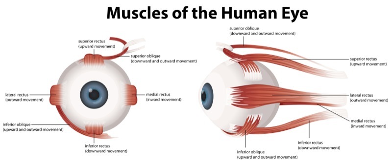 Muscles, Eye